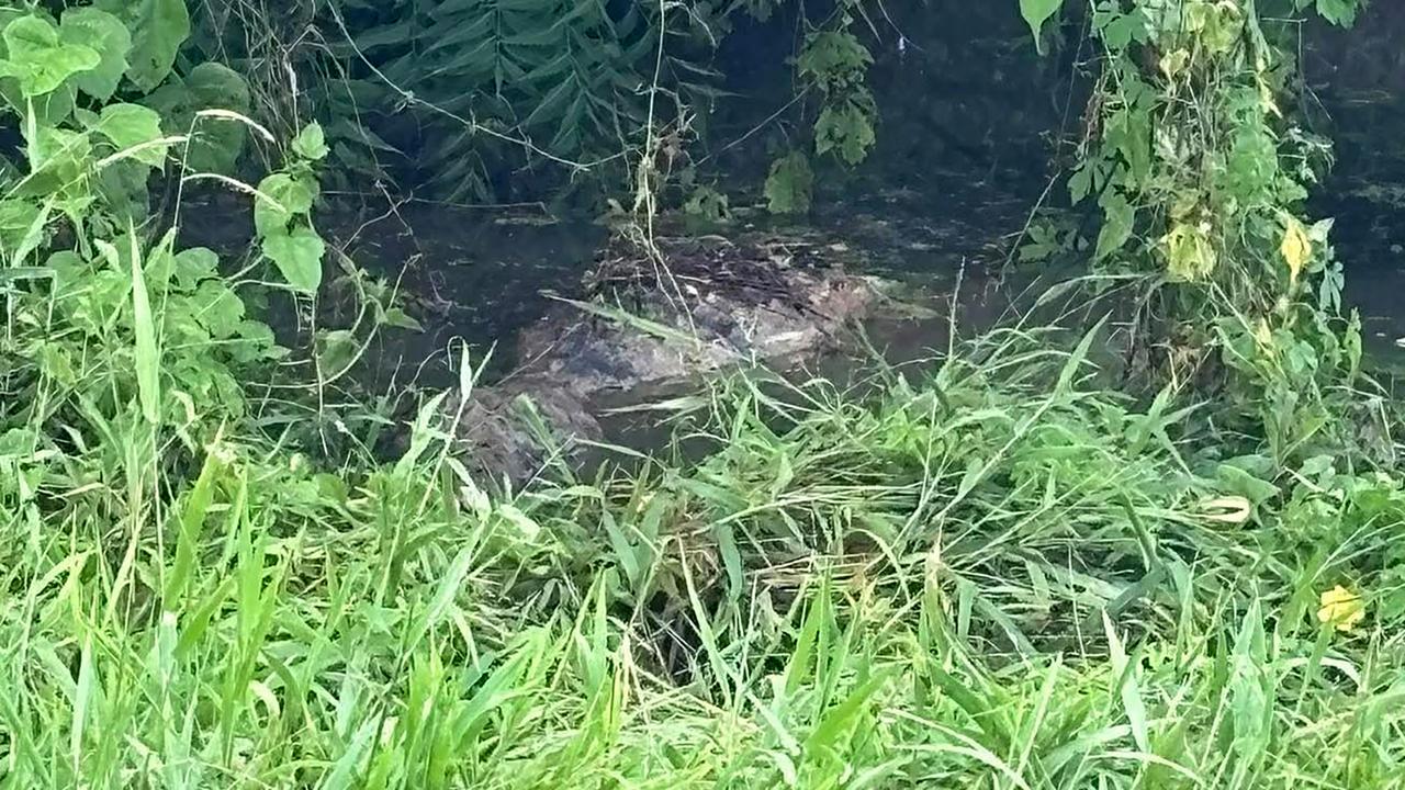 Crocodiles have been spotted in the flooded NT town of Katherine